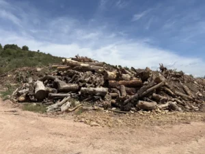 Residuos de silvicultura